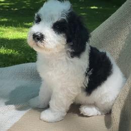 Pita - Black and white male Sheepadoodle puppy in Columbia, Tennessee from Primrose Cottage Puppies
