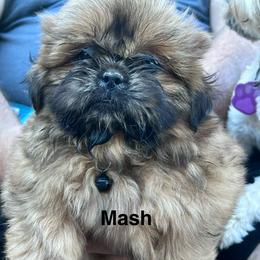 Mash - Red and tan male Shih Tzu puppy in Bloomfield, Indiana from Meihem Pups