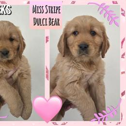 DulciBear - Dark golden female Golden Retriever puppy in Driggs, Idaho from SK Golden Retrievers