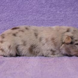 Australian Shepherd Puppies from Starlit Grove Australian Shepherds