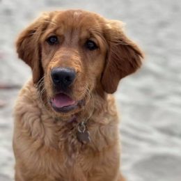 Golden Retrievers from Goldens of Bend Oregon