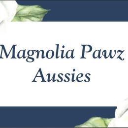Miniature Australian Shepherds from Magnolia Pawz Aussies