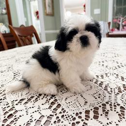 Joy -Born Christmas Day - Black and white female Shihpoo puppy in Whitehall 18052, Pennsylvania from Lilli’s Shih tzus and Shih poos