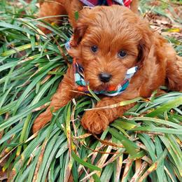 Little Boy Blue - Apricot male Goldendoodle puppy in Little Rock, Arkansas from Adorable Mini Doodles LLC