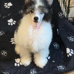 TopBrass Code Red 'Dewey' - Silver male Chinese Crested puppy in Auburn, Kansas from TopBrass Kennels