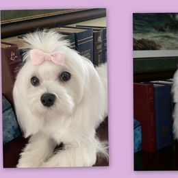Maltese All Grown Up from Boshi Maltese