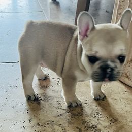 French Bulldog Puppies from Stuudmuffinfrenchies