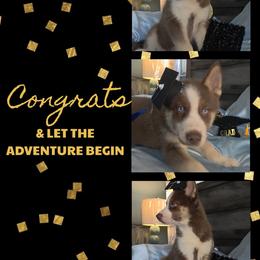 Casey - Red and white male Siberian Husky puppy in Spring Hill, Florida from Whitmore Wolfpack LLC