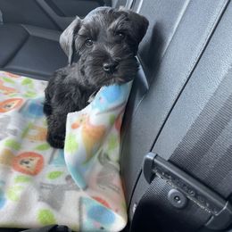 Miniature Schnauzer Puppies from S & S Miniature Schnauzer