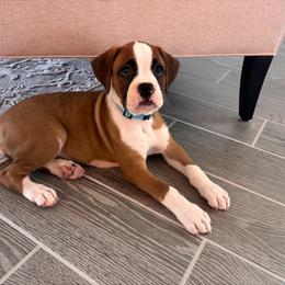 Boxer Puppies from Bayla Belle & Blossom's Boxers