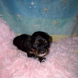 Treasure - Black and tan female Cavalier King Charles Spaniel puppy in Broken Arrow, Oklahoma from Cavalier King Charles Heartland