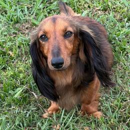 Zoe - Dachshund