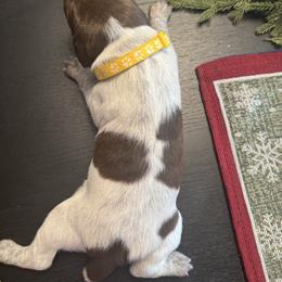 Yellow female - Liver roan female German Shorthaired Pointer puppy in Osawatomie, Kansas from Doyle’s GSP