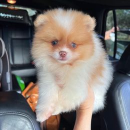 Pomeranian Puppies from Hill Country Poms