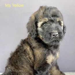 Bernedoodle Puppies from Doodles of Tampa Bay