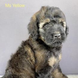 Bernedoodle Puppies from Doodles of Tampa Bay