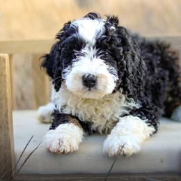 Rook - Tri-color male Bernedoodle puppy in Crete, Nebraska from Doodles & Co