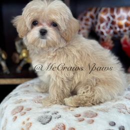 Cavapoo and Maltipoo Puppies from McCraws N Paws