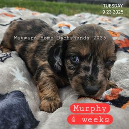 Myrphy, formerly Boulder - Dapple male Dachshund puppy in Harrodsburg, Kentucky from Wayward Home Dachshunds