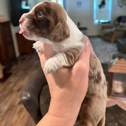 Cricket - Dapple female Dachshund puppy in Bruceton, Tennessee from Dachshund Dreams (miniature)
