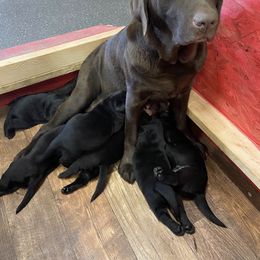 Labrador Retriever Puppies from Retrieving Labradors