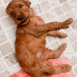 Irish Doodle Puppies from Foxrun Litters
