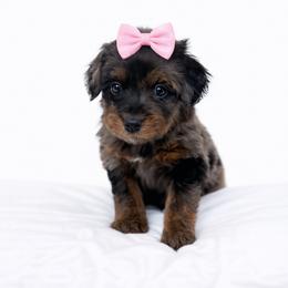 Purple collar - Blue merle female Aussiedoodle puppy in Fairmount, Georgia from Muscadine Meadows Farm