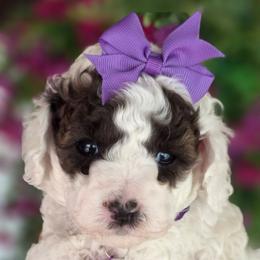 Cream - Tri-color female Cavapoo puppy in Vernon, Texas from Sugarland's Texas Goldendoodles