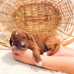 Pancake - Red  female Goldendoodle puppy in Kissimmee, Florida from Poodle Doodle Kennels