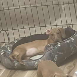 Peaches - Fawn (isabella) and tan Dachshund puppy in Raleigh, North Carolina from Bluey’s Puppy Playhouse