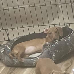 Peaches - Fawn (isabella) and tan Dachshund puppy in Raleigh, North Carolina from Bluey’s Puppy Playhouse