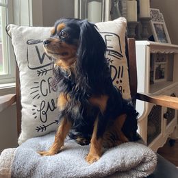 Ky - Cavalier King Charles Spaniel