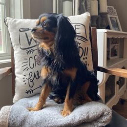 Ky - Cavalier King Charles Spaniel