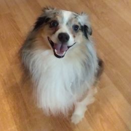 Miniature American Shepherds from Fudgetown Mini Aussies