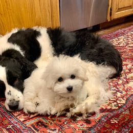 Coton de Tulear Puppies from Pima Coton