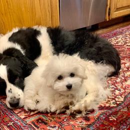 Coton de Tulear Puppies from Pima Coton
