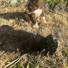 Border Collie Puppies from Athena’s Collies