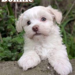 Donnie - White male Havanese puppy in Decatur, Alabama from LaBeouf Havanese’s