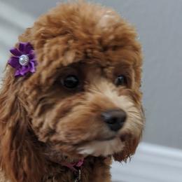 Cavapoos from cavapoo idaho