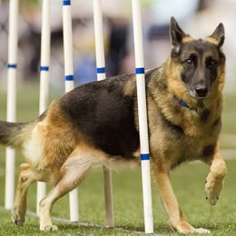 German Shepherds from Black Forest