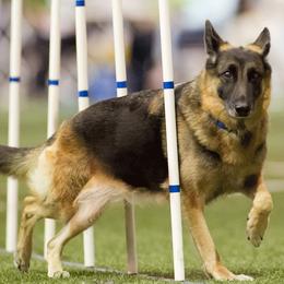 German Shepherds from Black Forest