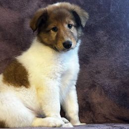 Holly - Sable and white Collie puppy in Callahan, Florida from Kindred Spirit Collies