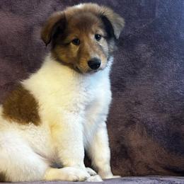 Holly - Sable and white Collie puppy in Callahan, Florida from Kindred Spirit Collies