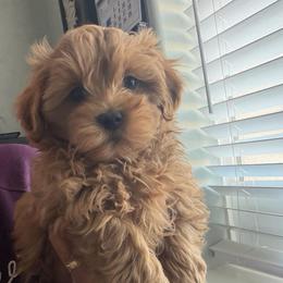 Lady Annie - Red female Maltipoo puppy in Southern,, California from Maltipoo Tiny Pups & More