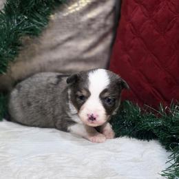 Camo - Blue merle male Toy Australian Shepherd puppy in Killen, Alabama from Wilkers Wholehearted Mini Aussies