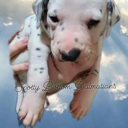 Dalmatian Puppies from Spotty Bottom Dalmatians
