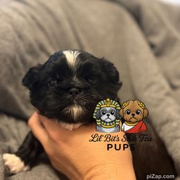 Fitz - Black male Shih Tzu puppy in Walkertown, North Carolina from Lil’ Bit’s Shih Tzu