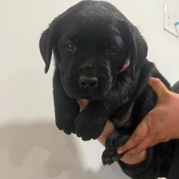 Boy 4 green collar - Black male Labrador Retriever puppy in Ledyard, Connecticut from Outback Stables