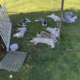 Siberian Husky Puppies from Valerie Schmaltz