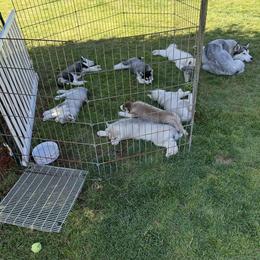 Siberian Husky Puppies from Valerie Schmaltz